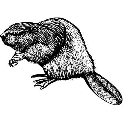 BEAVER01 Thumbnail
