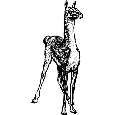 LLAMA001 Thumbnail