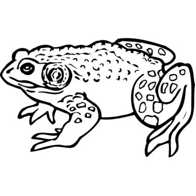 Frogs Thumbnail