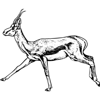 Gazelle Thumbnail