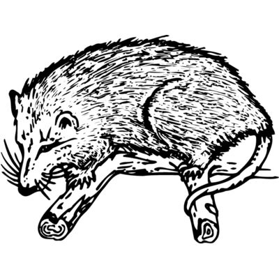 Opossum Thumbnail