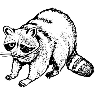 Raccoon Thumbnail