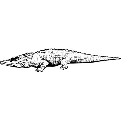 Crocodiles Thumbnail